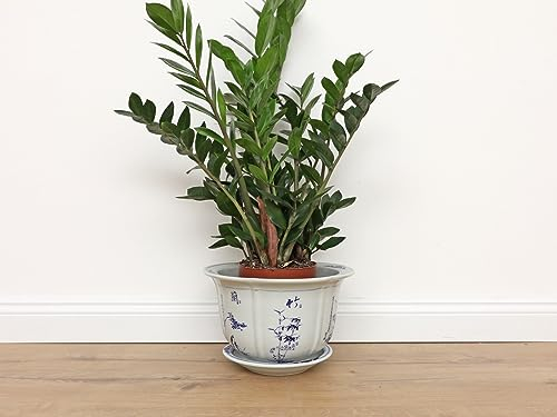 Yajutang Porzellan Blumentopf Pflaume Orchidee Maximalen Außenkante Ø23