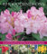 Rhododendrons: An Illustrated Guide to Varieties, Cultivation and Care, with Step-By-Step Instructions and Over 135 Beautiful Photographs