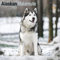 Alaskan Malamute 2023 - 16-Monatskalender: Original Avonside-Kalender [Mehrsprachig] [Kalender] (Wall-Kalender)