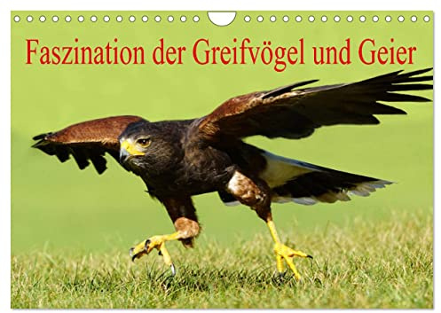 Faszination der Greifvögel und Geier (Wandkalender 2026 DIN A4 quer), CALVENDO Monatskalender: Greifvögel & Geier faszinieren mich (CALVENDO Tiere)