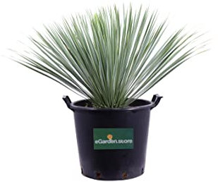 pianta di Yucca Rostrata palma Yucca Rostrata pianta in vaso di Yucca Rostrata pianta vera da esterno venduta da eGarden.store (Diametro 35 cm)