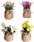 4 Piezas Planta Artificial Pequeña:Maceta Decorativa Artificial Mini Phalaenopsis - Plantas de Plástico para Dormitorio, Salón y Oficina