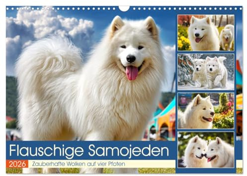 Flauschige Samojeden. Zauberhafte Wolken auf vier Pfoten (Wandkalender 2026 DIN A3 quer), CALVENDO Monatskalender: Die lebensfrohe Eleganz der ... in stimmungsvollen Momenten (CALVENDO Tiere)