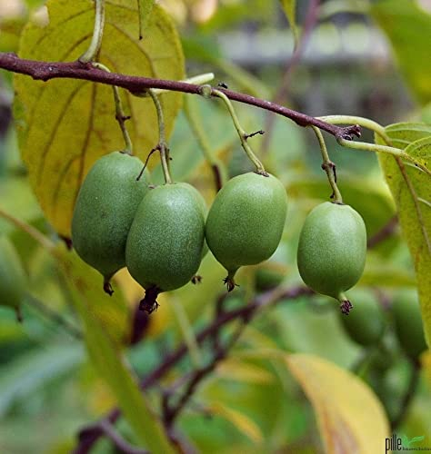 Kiwipflanze selbstfruchtend Isaii Mini Kiwi winterhart glattschalig sofort mit Schale essbar