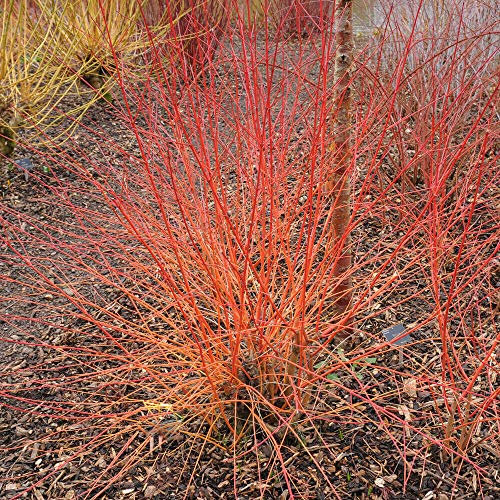Cornus Common Dogwood Hardy Shrubs Garden Plants 'Anny's Winter Orange' Colourful Coral Orange Autumn Winter Foliage 1 x 9cm Pot by Thompson and Morgan