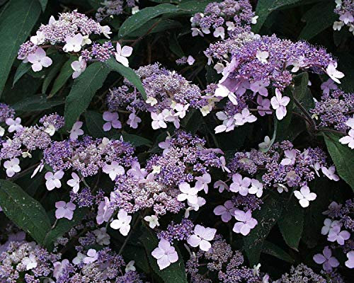 Hydrangea aspera Villosa - Rough Leaved Hydrangea - Plant in 2 L Pot