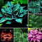 Hosta Bulbo Crecimiento RáPido, Exterior, FáCil De Cultivar, Resistente Al FríO. Bulbo Di Hosta Rizoma De Hosta,Hosta Pianta,Hosta Rizoma,Rizoma Hosta, Flores Dobles Perennes, ﻿-6bulbos-D