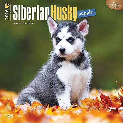 Siberian Husky Puppies 2012 (Wall-Kalender)