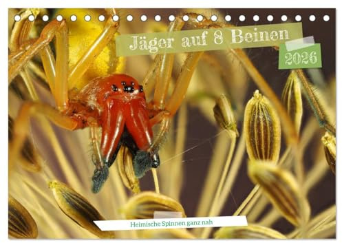 Jäger auf acht Beinen (Tischkalender 2026 DIN A5 quer), CALVENDO Monatskalender: Heimische Spinnen hautnah fotografiert (CALVENDO Orte)