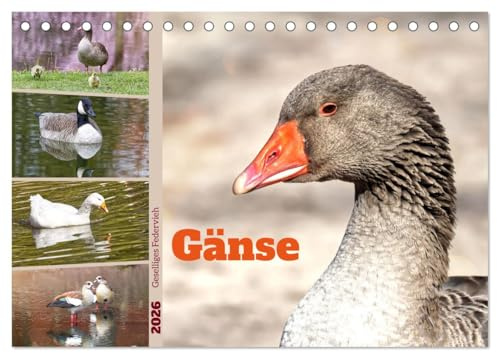 Gänse, geselliges Federvieh (Tischkalender 2026 DIN A5 quer), CALVENDO Monatskalender: Vier Gänsearten, zwölf bezauberne Fotos (CALVENDO Tiere)