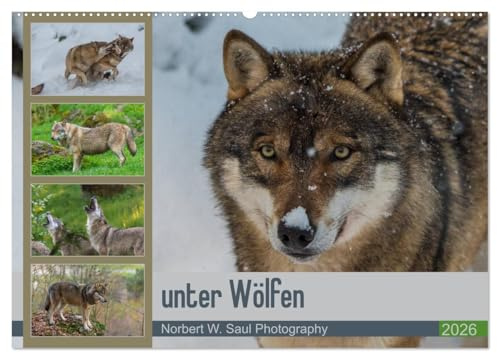 unter Wölfen (Wandkalender 2026 DIN A2 quer), CALVENDO Monatskalender: Wölfe ein Jahr mit der Kamera begleitet (CALVENDO Tiere)