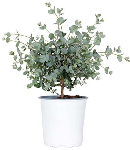 Eucalyptus gunnii - Eukalyptus Pflanze- Winterhart - Immergrün – ⌀14 cm - 25-35 cm