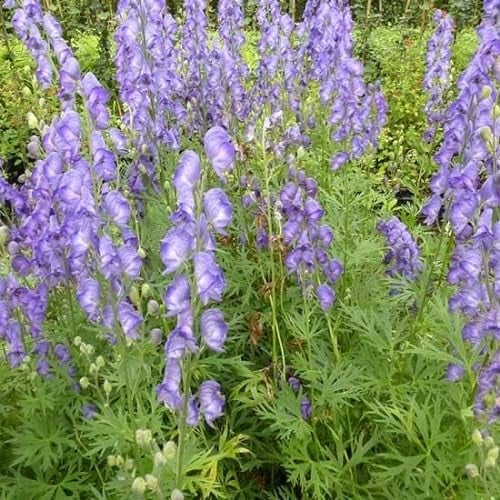6x Blauer Eisenhut - Aconitum napellus - Topf 9x9cm