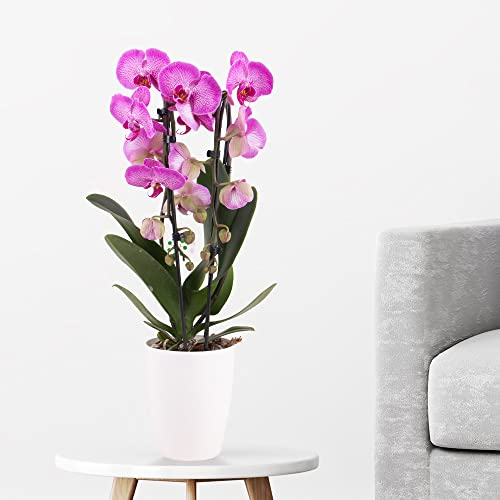 Gemusterte rosa Orchidee, Topfgröße 12 cm, blühende Zimmerpflanze, Phalaenopsis cascade im Bogen, Höhe circa 50 cm, Orchideenversand, echte Orchidee