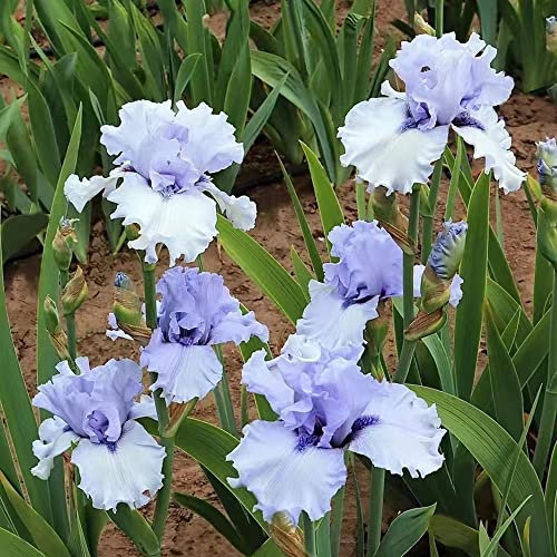 15 pz bulbi di iris, iris, regali per gli amanti del giardino, iris tettoria, pianta all'aperto Piante da balcone, regali resistenti e insoliti piante esotiche resistenti fiori recisi,