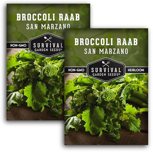 San Marzano Raab Broccoli Rabe Seeds for Planting – Italian Heirloom Rapini Variety, Fast-Growing Cool-Season Greens, Non-GMO High Yield Vegetable Garden Favorite – Survival Garden Seeds (2 Packs)