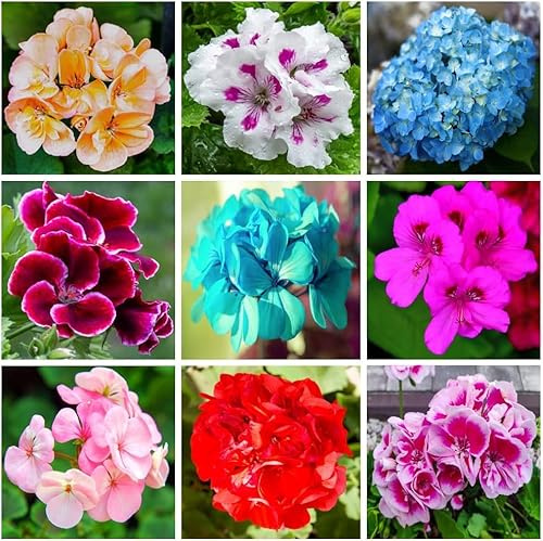 Oltre 100 Gerani, Facili da Pulire, Colori Vivaci, Fioriscono Tutto l'anno Senza Sbiadire.