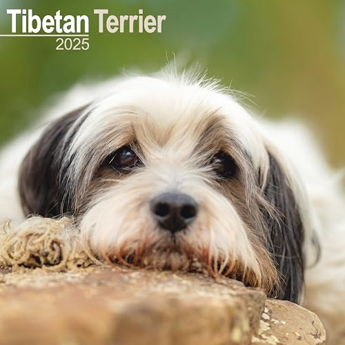 Tibetan Terrier - Tibet Terrier 2025 - 16-Monatskalender: Original Avonside-Kalender [Mehrsprachig] [Kalender] (Wall-Kalender)