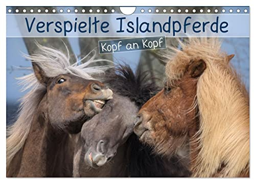 Verspielte Islandpferde Kopf an Kopf (Wandkalender 2026 DIN A4 quer), CALVENDO Monatskalender: Portraits von Islandpferden im freien Spiel in der Herde (CALVENDO Tiere)