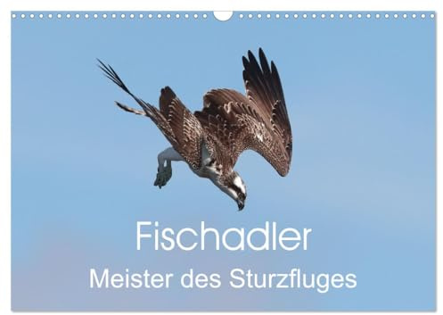 Fischadler - Meister des Sturzfluges (Wandkalender 2026 DIN A3 quer), CALVENDO Monatskalender: Flugstudien vom Fischadler beim Beutefang (CALVENDO Tiere)