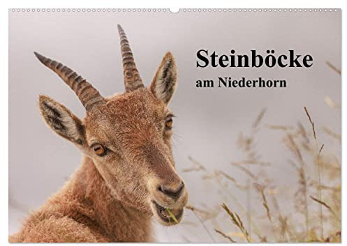 Steinböcke am Niederhorn (Wandkalender 2026 DIN A2 quer), CALVENDO Monatskalender: Steinbockporträts im Berner Oberland (CALVENDO Tiere)
