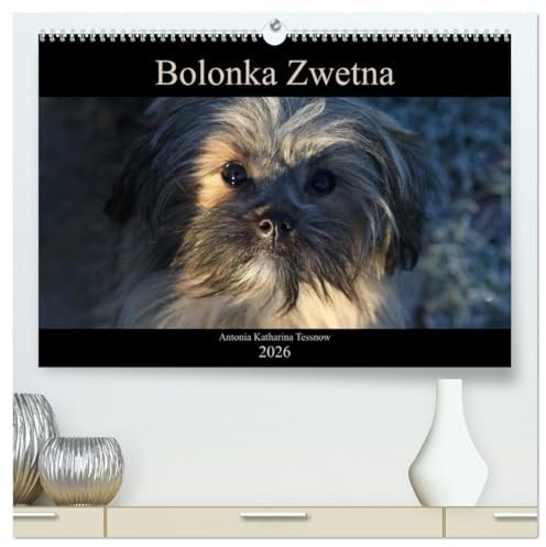 Bolonka Zwetna 2026 (hochwertiger Premium Wandkalender 2026 DIN A2 quer), Kunstdruck in Hochglanz: Anschaulich, liebevoll und kreativ wurde hier der ... Zarenhund in Szene gesetzt (CALVENDO Tiere)