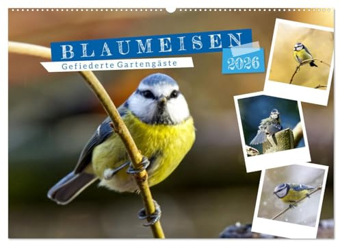 Gefiederte Gartengäste, Blaumeisen (Wandkalender 2026 DIN A2 quer), CALVENDO Monatskalender: Lieblingsvögel in unseren Gärten. (CALVENDO Tiere)