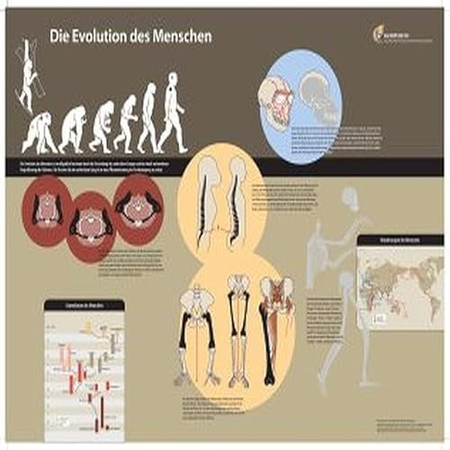 Die Evolution des Menschen - Poster: Format DIN A1