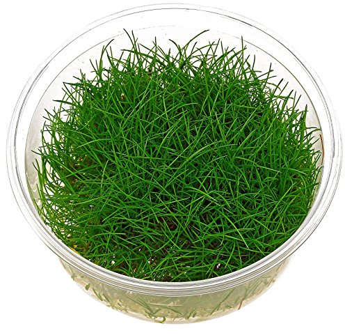 Zwerg-Nadelsimse / Eleocharis parvula - In-Vitro