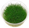 Zwerg-Nadelsimse / Eleocharis parvula - In-Vitro