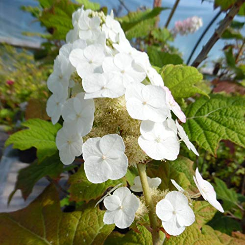 Eichenblatthortensie - Hydrangea Quercifolia Snow Queen (= 'Flemygea') - 30-40 cm Topf - Weiße Blütenrispen und herbstliches Laub