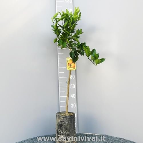 Planta de clementina SAVINI VIVAI, árbol de cítricos de clementina común en fitocélula, altura 100-120 cm 1 año de injerto, fabricado en Italia