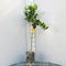 SAVINI VIVAI Plante Clémentine, Agrume Clémentine Commune en Phytocell, Hauteur 100-120 cm Greffe 1 An, Fabriqué en Italie