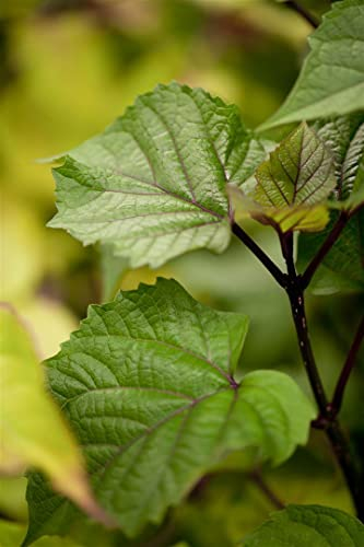 Heptacodium miconioides 125–150 cm – Winterhart, Mehrjährig, Pflegeleicht – Sieben-Söhne-des-Himmels-Strauch – Solitärgehölz für Garten & Vorgarten