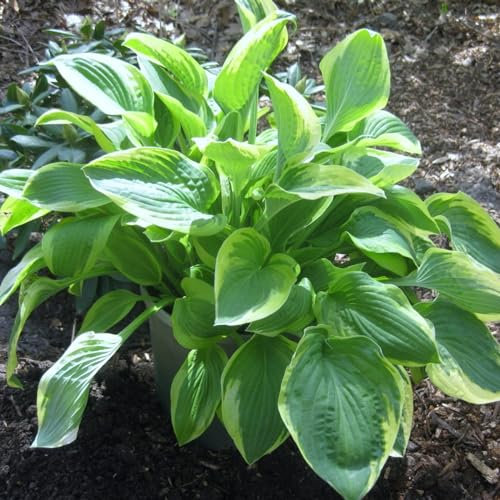 Funkien zwiebeln,winterharte Blumenzwiebeln,duftend, geeignet für die Blumendekoration im Garten und auf dem Balkon,hosta pflanze winterhart(große Zwiebeln, ohne Samen)-8zwiebeln