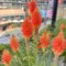 semi di giglio torcia - Kniphofia uvaria aiuola fiori recisi piante da giardino roccioso resistenti pianta appartamento esotiche 150pcs