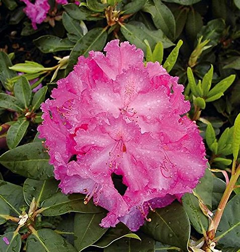 INKARHO - Großblumige Rhododendron Anastasia 60-70cm - Alpenrose
