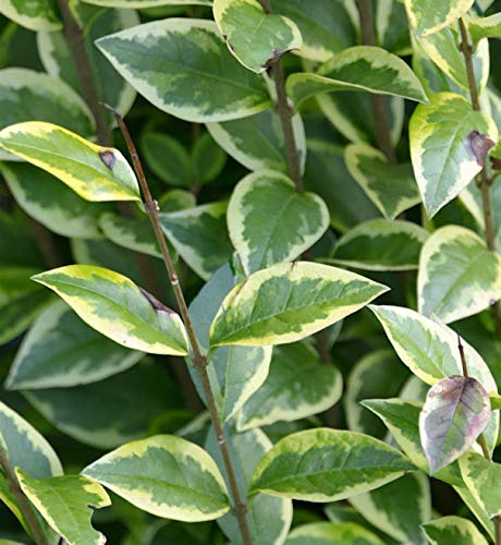 Gold Liguster 125-150cm - Ligustrum ovalifolium
