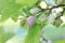 Weiße Maulbeere Morus alba Pflanze 35-40cm Maulbeerbaum Obstbaum Obstpflanze