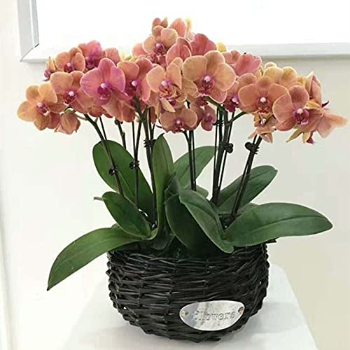 Benoon Semi Di Phalaenopsis, 100 Pz/Borsa Semi Di Phalaenopsis Fiore Di Orchidea Piante Bonsai Fioritura Multicolore Piantine Da Giardino Per Interni All'aperto Per La Casa Marrone