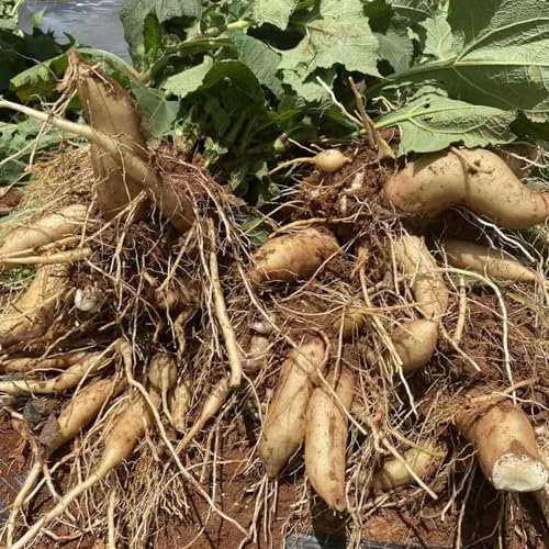 150 pcs yacon samen bio - Smallanthus sonchifolius - hochbeete für garten, indoor plants yacon pflanze kaufen samen obst, extrem winterharte kübelpflanzen geschenke für gartenfreunde,