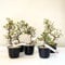 Satsuki Azalee Bonsai – 1x Japanischer Outdoor Bonsai Baum – Perfekter Anfänger- Winterhart – 12 cm Topf – Pflegeleichter Blütenbonsai – Blüht in Wunderschönen Farben (Hanamaiko)