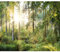 decomonkey Fototapete Wald grün 350x256 cm Tapete Fototapeten Vlies Tapeten Vliestapete Wandtapete moderne Wand Wandbild Schlafzimmer Wohnzimmer Landschaft Natur