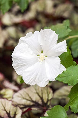 Hibiscus syriacus 'Diana' 80 cm Stammhöhe - Gartenhibiskus, reinweiße Blüten, Blütezeit Juli-September, ideal für Kübel, pflegeleicht und winterhart