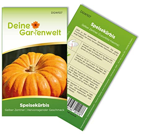 Kürbis Gelber Zentner Samen - Cucurbita maxima - Kürbissamen - Gemüsesamen - Saatgut für 8 Pflanzen
