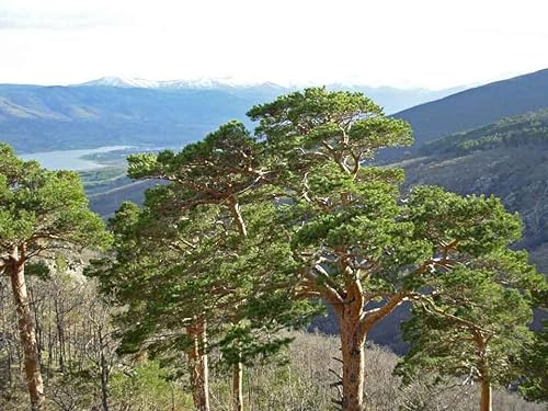 30 Waldkiefernsamen (Pinus Sylvestris)