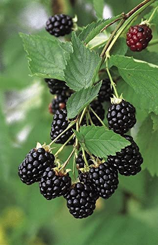 BlackBerry Fruit Plants Ready to Plant Bush 'Navaho' Thornless Mid-Season Variety Rubus fruticosus Hardy Shrub Easy to Grow Your Own Outdoor Garden Fruit 2X 3-Litre Potted Plant by Suttons