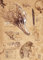 Displate Offiziell Harry Potter MetallPoster Magnetische Befestigung Inklusive Lizenziert Bilder Hochwertiges Poster Field Notes - Niffler Note 45 cm x 32 cm