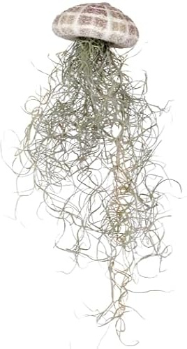 Tillandsia usneoides aus der Muschel (Luftpflanze) (XS)