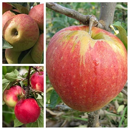 Familienbaum Trio Apfelbaum mit drei Apfelsorten Elstar - Cox Orange - Jonagold